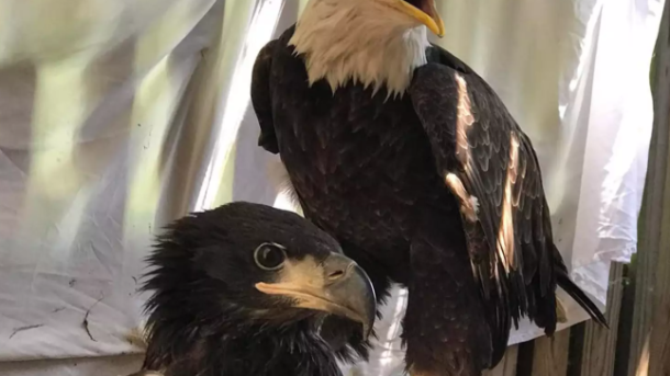 Murphy the Bald Eagle