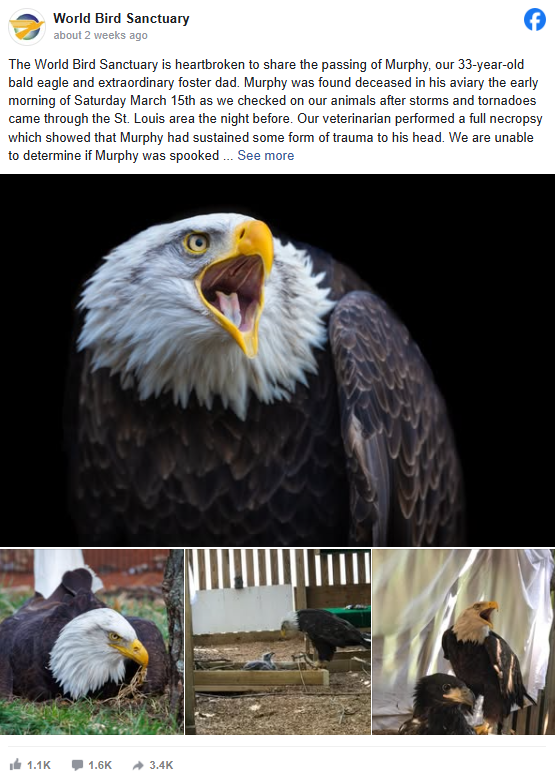 Murphy the Bald Eagle: A Beloved Foster Dad’s Legacy Murphy the Bald Eagle