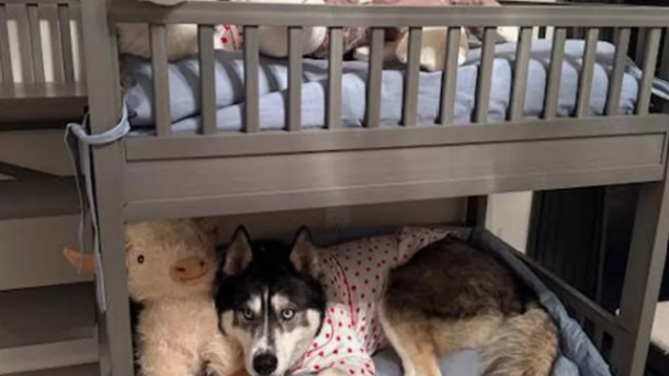 Dog Bedtime Routine