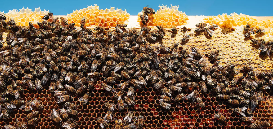 Bee colony losses 2025: A Growing Crisis in the U.S. Bee colony losses 2025