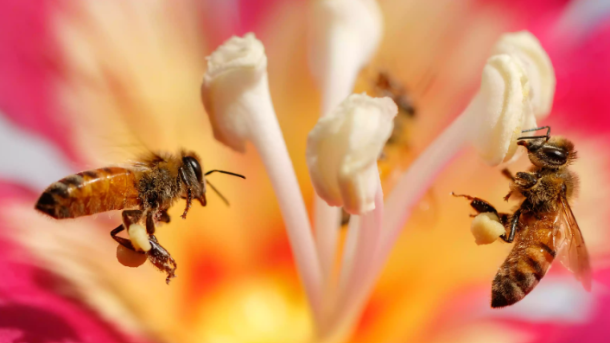 Bee colony losses 2025