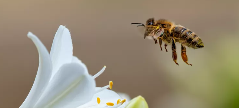 Bee colony losses 2025: A Growing Crisis in the U.S. Bee colony losses 2025