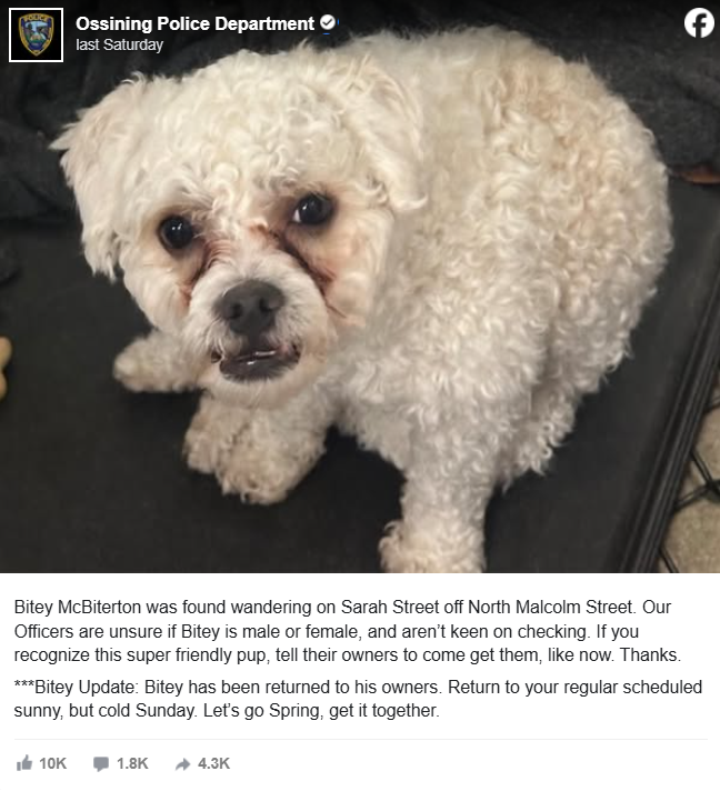 Bitey McBiterton: The Snappy Pup Who Stole the Show Bitey McBiterton