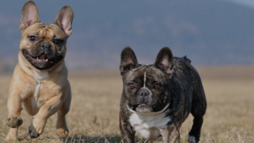 Missing French Bulldogs Alaska