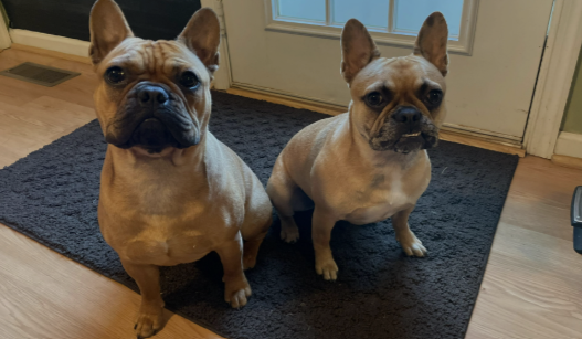 Missing French Bulldogs Alaska: Tragic Discovery Unfolds Missing French Bulldogs Alaska