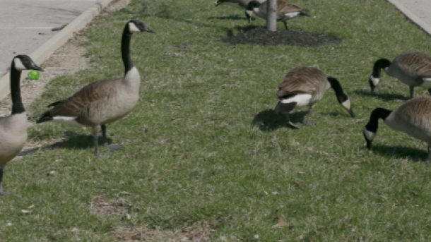Canada Goose Aggression
