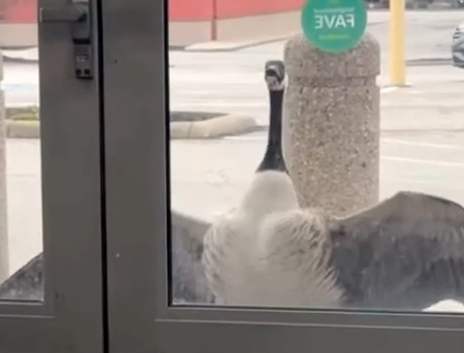 Canada Goose Aggression Forces Ohio Store to Adapt Canada Goose Aggression