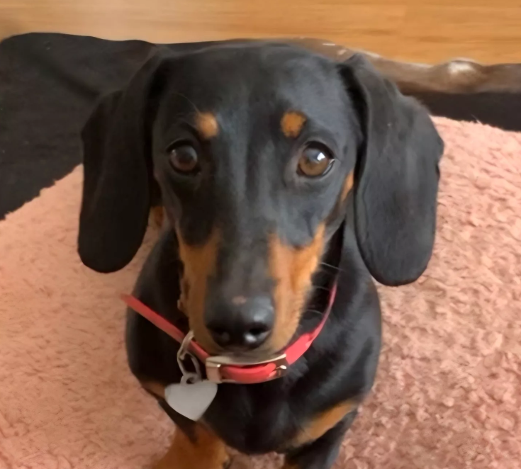 Valerie Dachshund Survival Story: A Year in the Wild Valerie Dachshund Survival Story