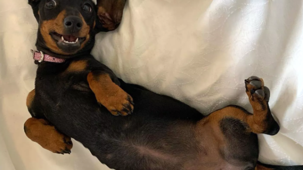 Valerie Dachshund Survival Story