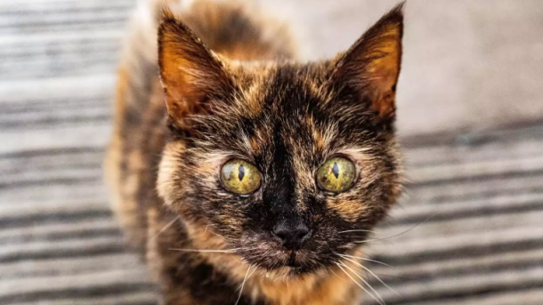 30-Year-Old Cat Birthday