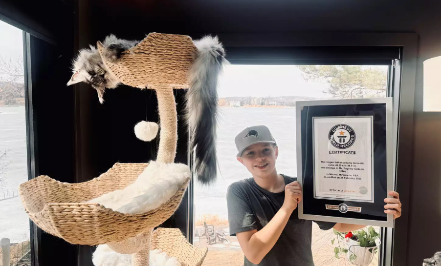 Longest Tail Domestic Cat Sets Guinness World Record Longest Tail Domestic Cat