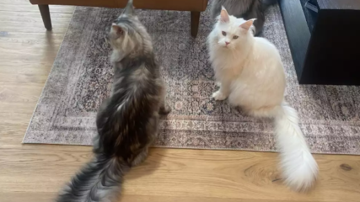 Longest Tail Domestic Cat