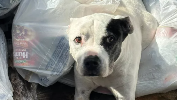 Ann Arbor Dog Rescue