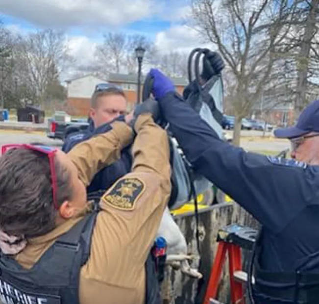 Ann Arbor Dog Rescue Saves Pit Bull Mix from Dumpster Ann Arbor Dog Rescue