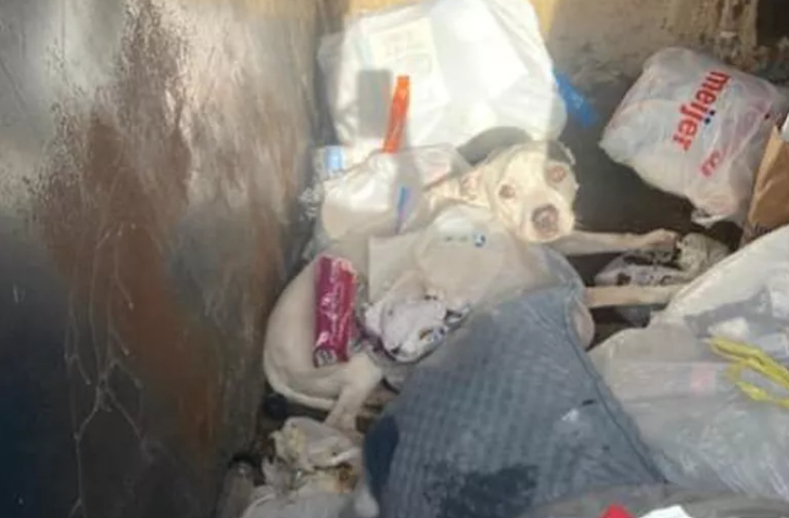Ann Arbor Dog Rescue Saves Pit Bull Mix from Dumpster Ann Arbor Dog Rescue