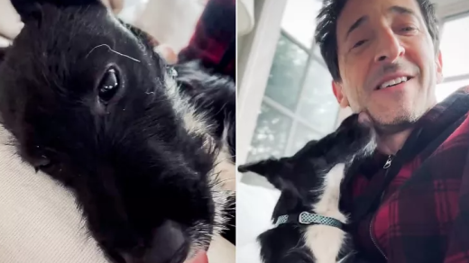 Adrien Brody New Puppy