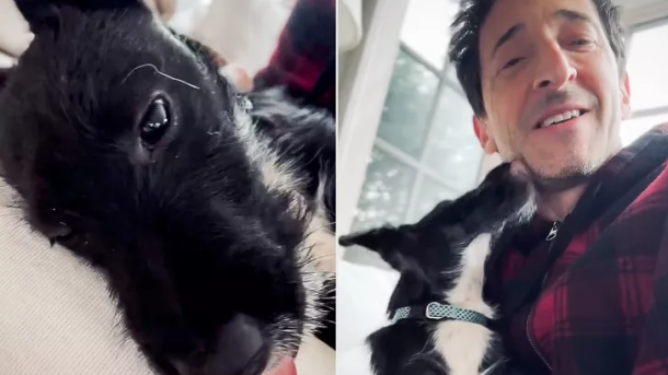 Adrien Brody New Puppy