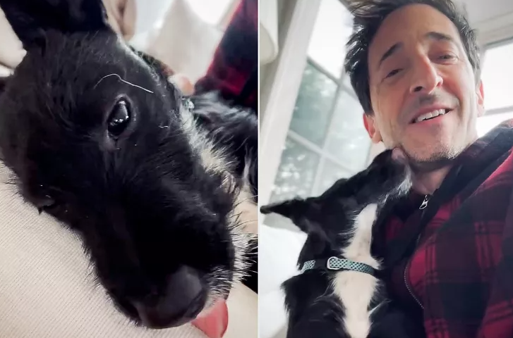 Adrien Brody New Puppy: A Heartwarming Introduction Adrien Brody New Puppy