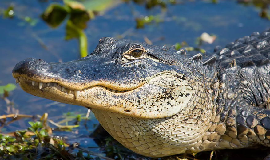 Dog rescued from alligator Florida