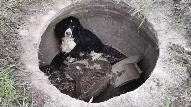 Dog Rescued From Storm Drain