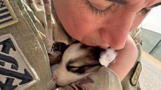 Paws of War