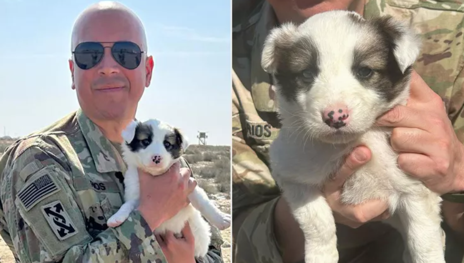 Paws of War Helps Soldier Rescue Puppy from Middle East Paws of War