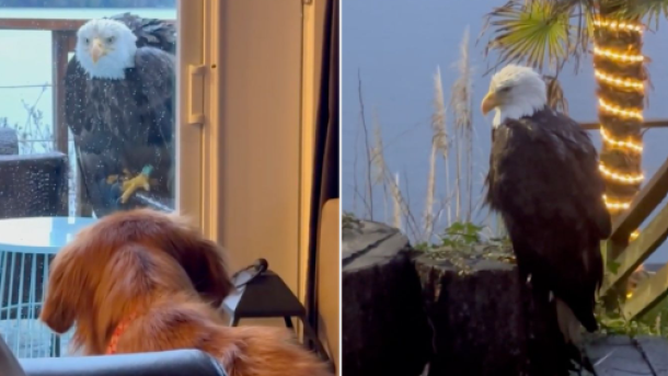 Bald Eagle Attacks Dog