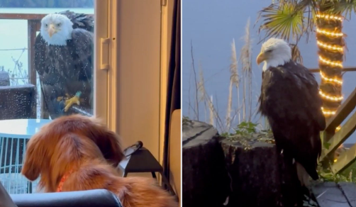 Bald Eagle Attacks Dog: Washington Family’s Scare Bald Eagle Attacks Dog