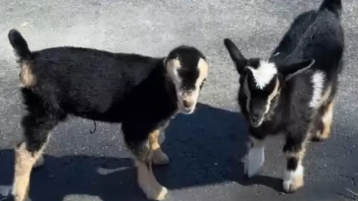 Baby Goat TikTok