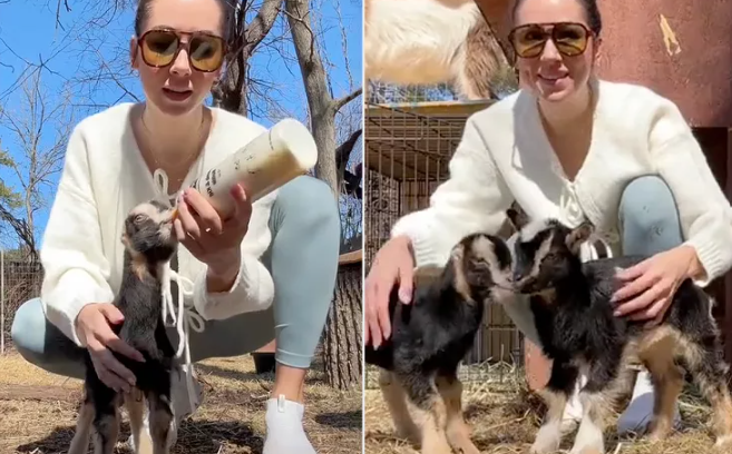 Baby Goat TikTok