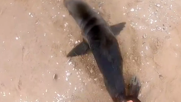 Seal Rescue Namibia