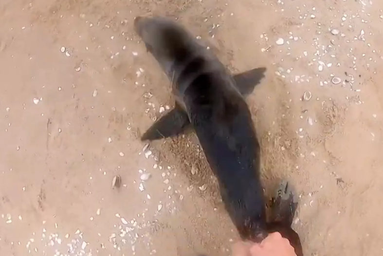 Seal Rescue Namibia: Heroic Kayaker Saves Baby Seal Seal Rescue Namibia