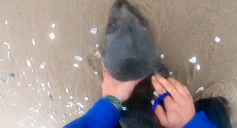 Seal Rescue Namibia: Heroic Kayaker Saves Baby Seal Seal Rescue Namibia