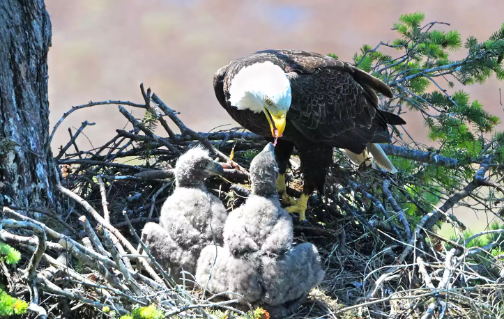 Bald Eagle Nest Collapse: Tragic Loss of Eaglets in Storm Bald Eagle Nest Collapse