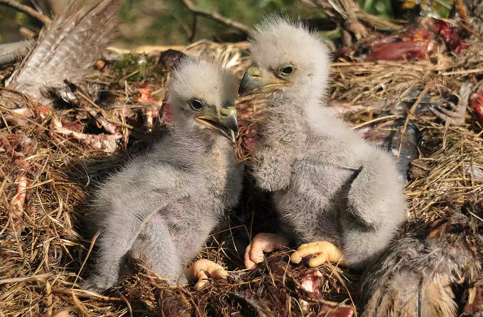 Bald Eagle Nest Collapse: Tragic Loss of Eaglets in Storm Bald Eagle Nest Collapse