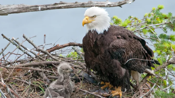 Bald Eagle Nest Collapse