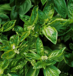 Caprese Sandwich Recipe: Fresh Mozzarella and Basil Delight