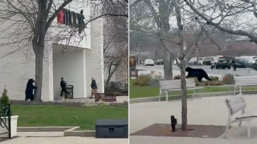 Connecticut Bear Sightings 2025