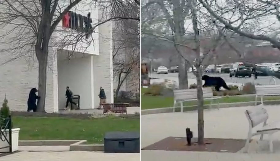 Connecticut Bear Sightings 2025: Wild Mall Encounter Connecticut Bear Sightings 2025
