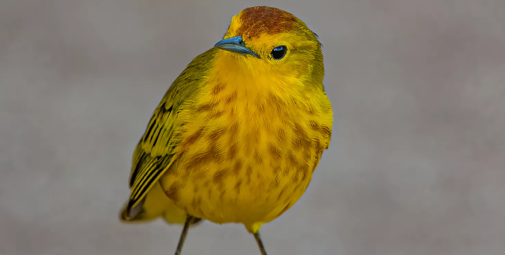 Traffic Noise Impact on Birds: How It Triggers Aggression Traffic Noise Impact on Birds