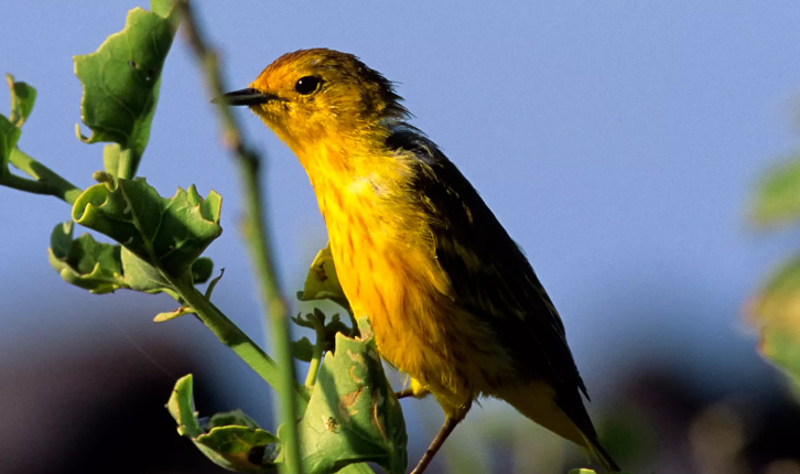 Traffic Noise Impact on Birds: How It Triggers Aggression Traffic Noise Impact on Birds