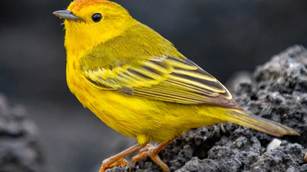 Traffic Noise Impact on Birds