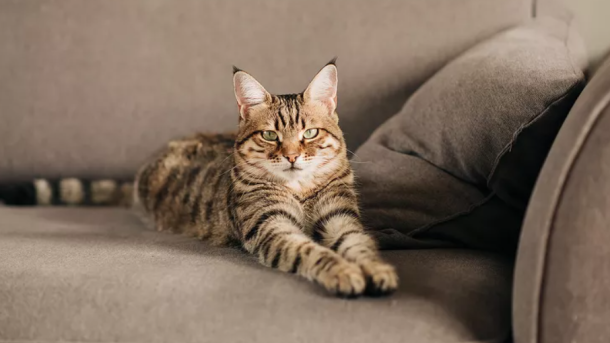 Pet-Friendly Apartments