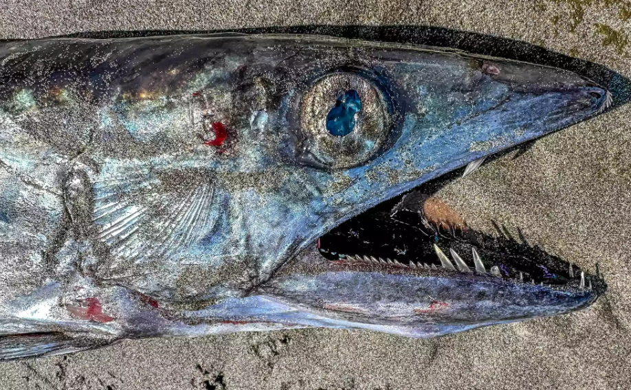 Longnose Lancetfish