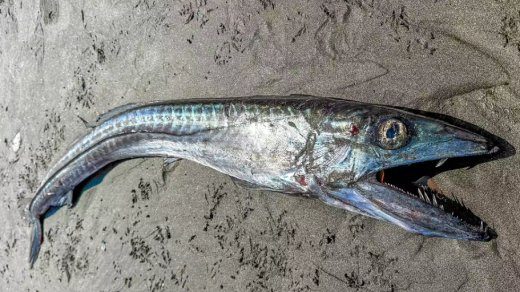 Longnose Lancetfish