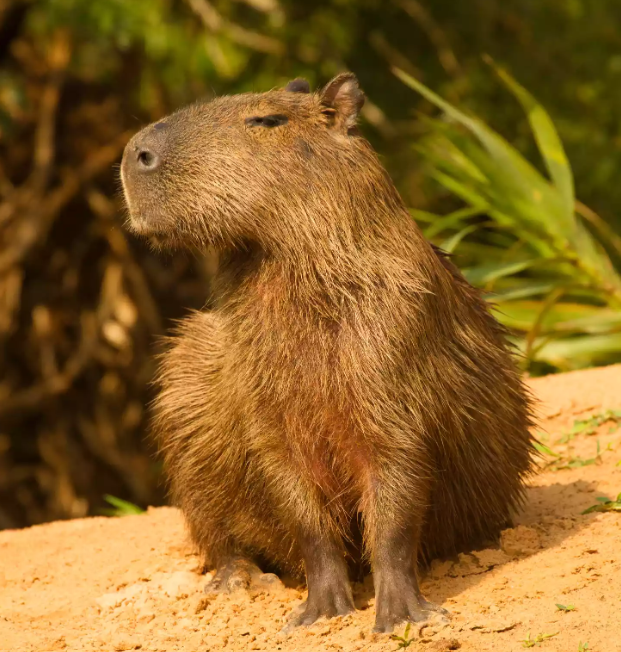 Capybara Population Control Nordelta