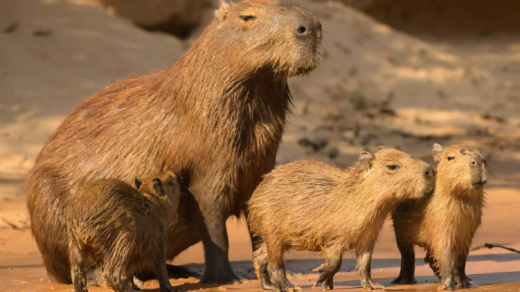 Capybara Population Control Nordelta