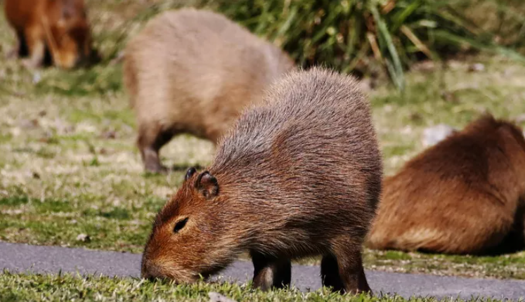 Capybara Population Control Nordelta