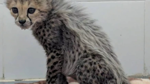 Taylor Swift Cheetah Cub