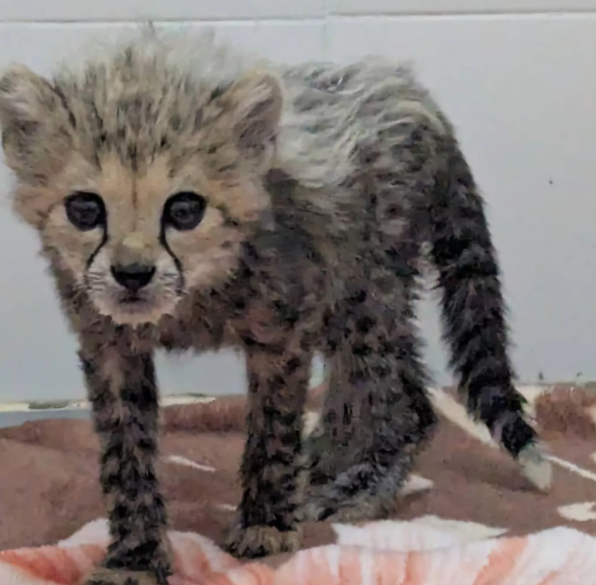 Taylor Swift Cheetah Cub: A Rescued Star In Namibia Taylor Swift Cheetah Cub